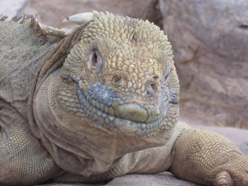 iguana smile smiling